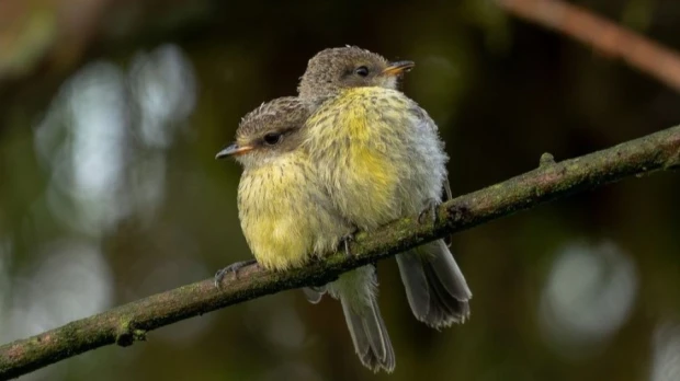 Galápagos registra una reproducción histórica de 2 especies de aves terrestres