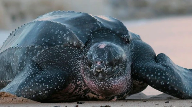 438 huevos de la tortuga laúd fueron reubicados en Manabí