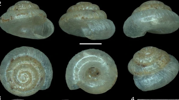Describen dos nuevas especies de caracoles terrestres microscópicos en Ecuador