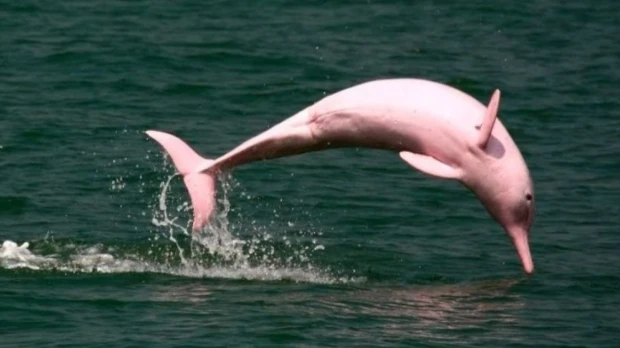 Colombia: Delfines rosados en riesgo por contaminación con mercurio