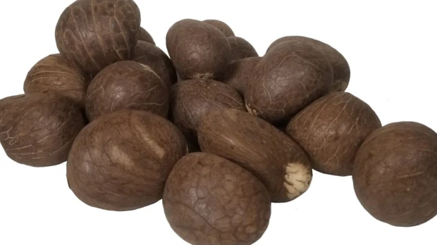 La tagua, un tesoro natural de la Amazonía