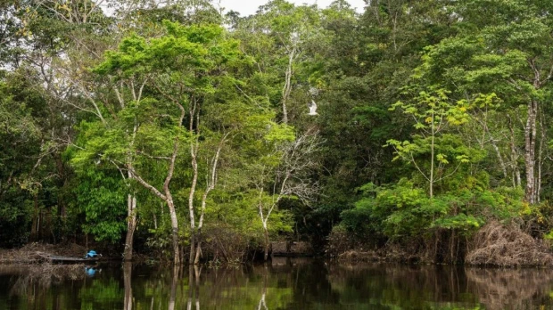 Perú renovó alianza internacional para reducir la deforestación de la Amazonía