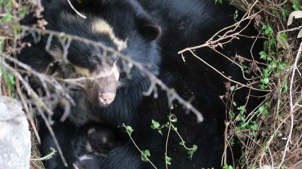 Detectan enfermedades y lesiones en osos andinos silvestres de Ecuador