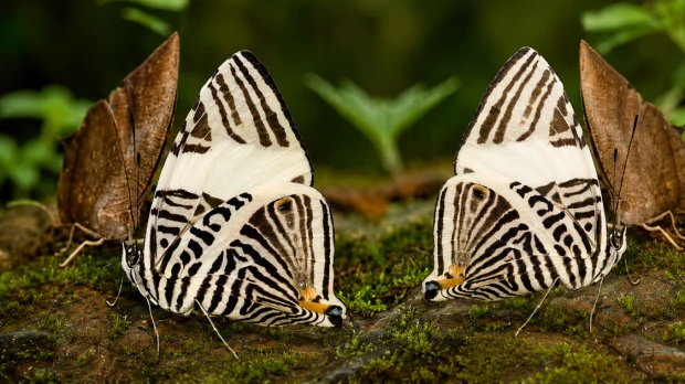 Análisis genéticos permiten identificar una nueva especie de mariposa en Napo