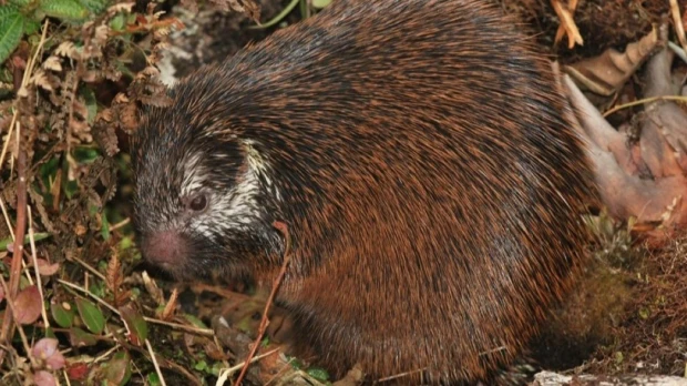 Científicos describen nueva especie de puercoespín en el Parque Nacional Sangay