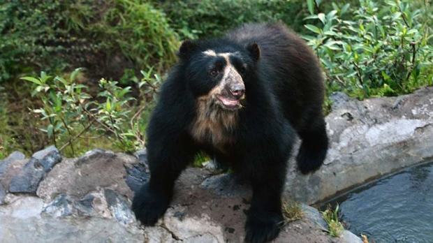 El oso de anteojos es protagonista de fábulas en el imaginario andino