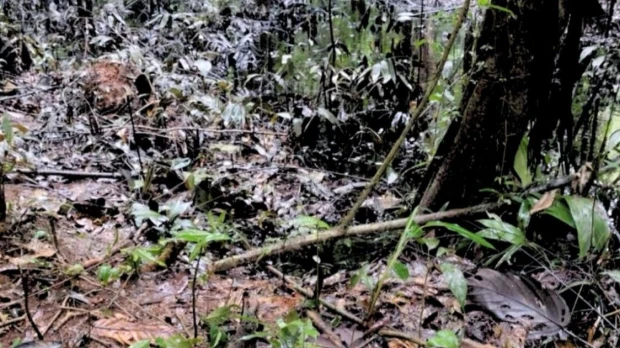 Sucumbíos: reportan nuevo derrame de petróleo en la comunidad Tigre Playa