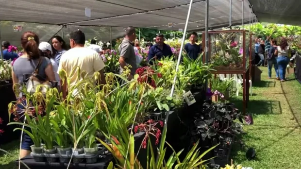 Una exposición de orquídeas se lleva a cabo en Uzhupud Garden