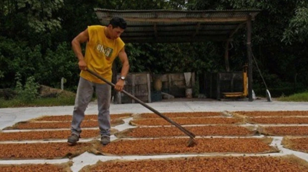 El secado de granos puede consumir hasta el 50 % de la energía en la producción agrícola