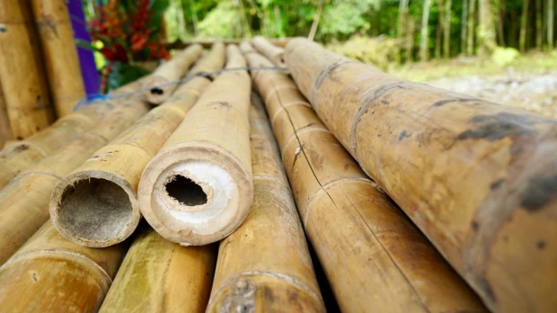 La producción de bambú se fortalece en Napo