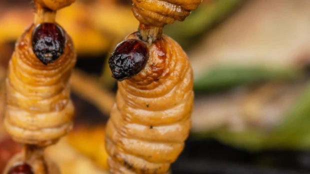 Los chontacuros o mayones, un tesoro culinario de Ecuador