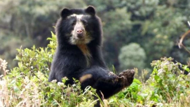 MAATE denunció cacería ilegal de un oso de anteojos en Morona Santiago 