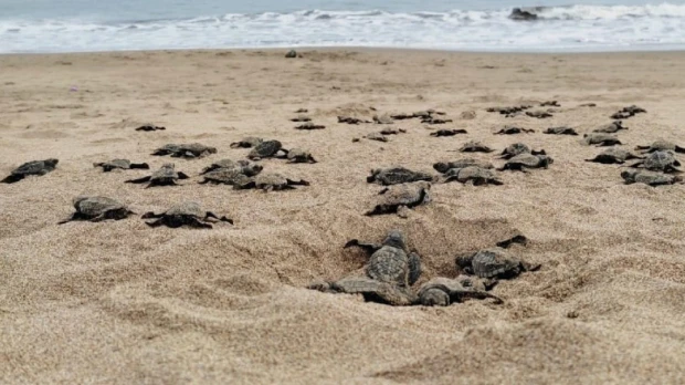 Más de 42 mil tortugas marinas han nacido en Esmeraldas desde el 2019
