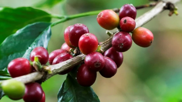 Crisis cafetera: emergencia climática y costos elevan los precios