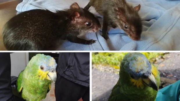 2 ciudadanos irán 8 meses a prisión por tenencia ilegal de vida silvestre