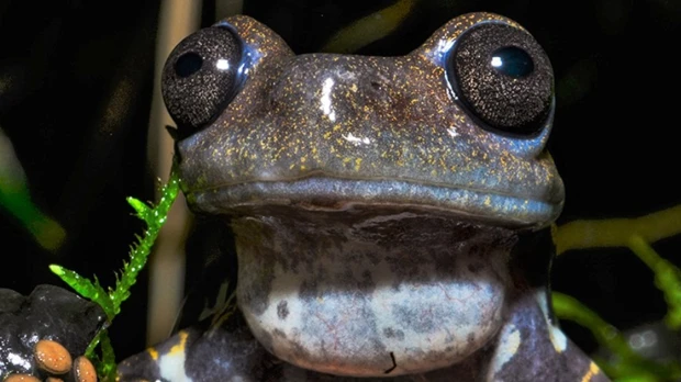 Una guía científica sobre ranas y sapos de los Andes del norte fue presentada