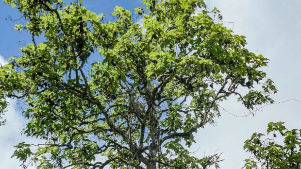 Expertos avanzan en proyecto para salvar planta endémica de Galápagos
