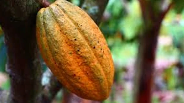 El precio del cacao cayó 19 %