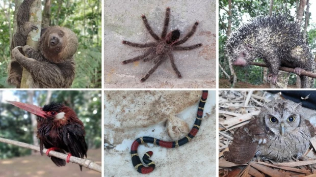 50 especímenes de vida silvestre fueron liberados en el Yasuní