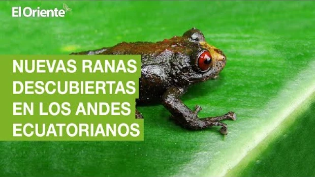 6 nuevas especies de ranas han sido descubiertas en los Andes de Ecuador