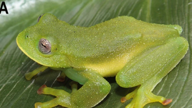 2 nuevas especies de "ranas de cristal" fueron descubiertas en Azuay