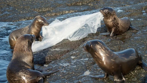 WWF impulsa un tratado contra la contaminación por plásticos
