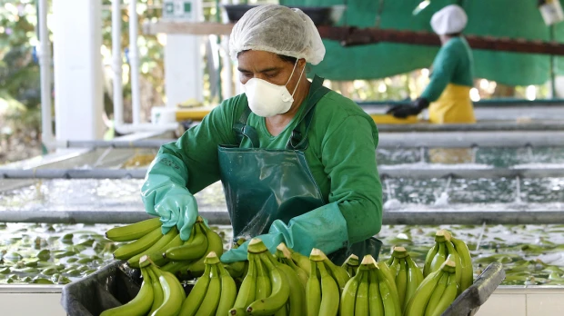 Ministros latinoamericanos se reúnen en foro virtual de Ecuador sobre banano