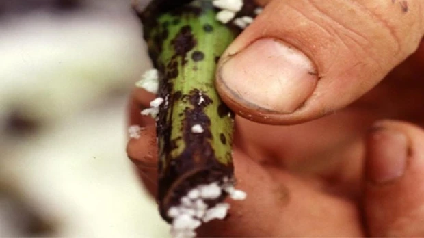 Ecuador activó alerta por posible hongo Fusarium R4T en banano