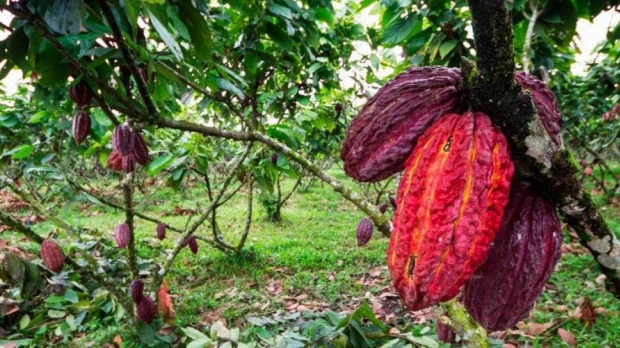 Exportaciones de cacao en Ecuador caen a su nivel más bajo en casi dos años
