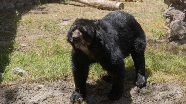 El Zoológico de Quito adoptó un oso de anteojos