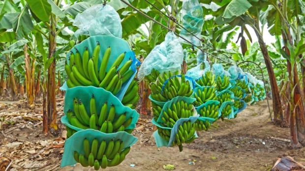 Ecuador busca ampliar mercado bananero en Japón