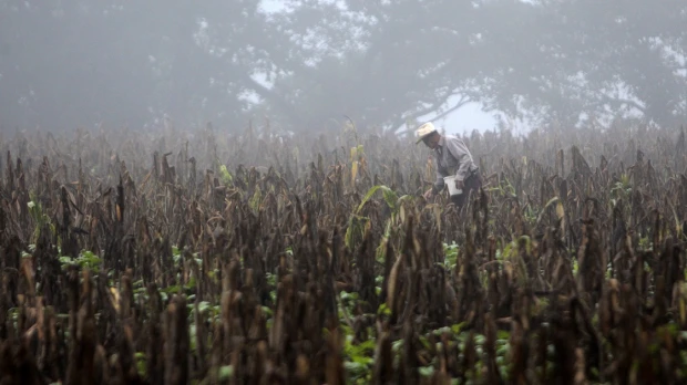 El Niño puede aumentar la malnutrición y las epidemias en Latinoamérica, advierte la OMS