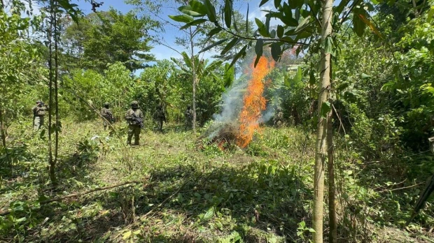 El Ejército destruyó 10.000 plantas de coca en Sucumbíos