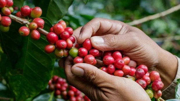 Lluvias reducirán producción y exportación de café en Colombia