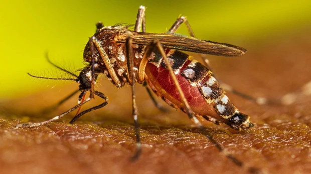 1.137 casos de dengue se registran en los primeros días del 2024