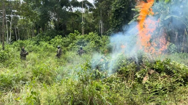 El Ejército destruyó 10.000 plantas de coca en Sucumbíos