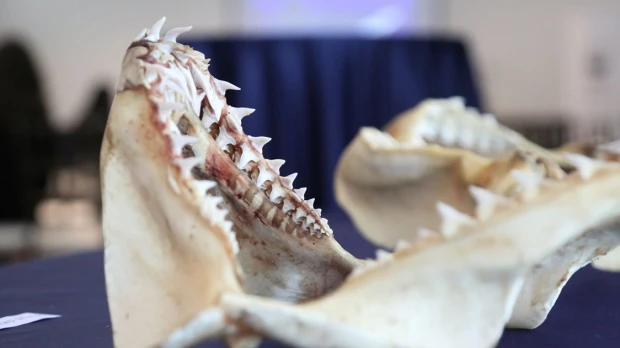 Una guía sobre las especies de tiburones en Ecuador fue presentada