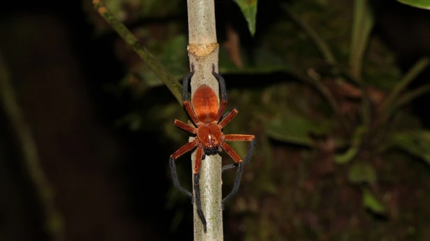 Una nueva especie de araña cangrejo gigante fue descubierta en la Amazonía ecuatoriana 