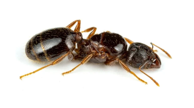 Una de las peores especies de hormigas invasoras fue hallada en Ecuador