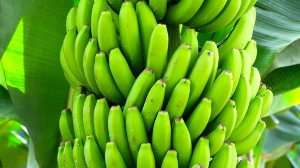 EE.UU. analiza reducir aranceles a café y banano