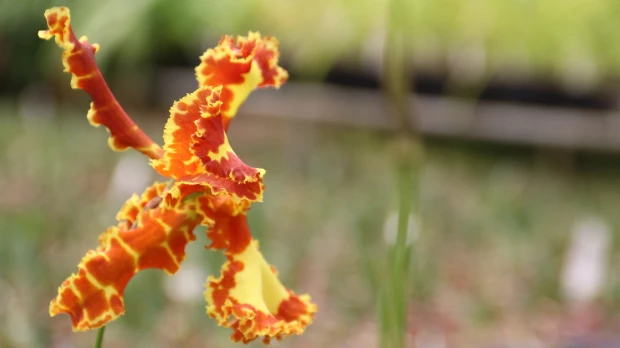 El Pangui, ‘Orquídea de la Amazonía’