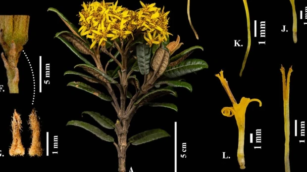 Un arbusto fue descubierto en el Parque Nacional Podocarpus