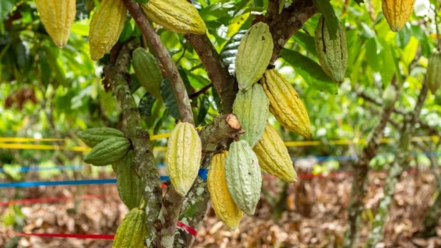 Ecuador impulsa cacao y café libres de deforestación para fortalecer exportaciones a Europa