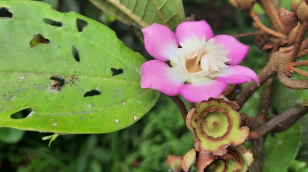 Ecuador descubre tres nuevas especies de plantas y raros métodos de polinización