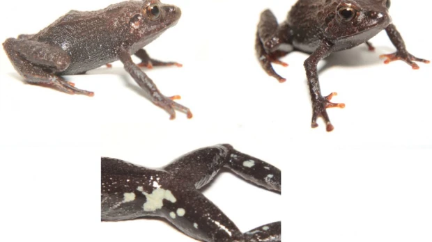 Dos nuevas especies de rana son descubiertas en el sur de Ecuador
