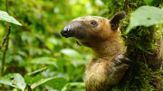Tamandúa alberga 45 especies de mamíferos y 258 tipos de aves