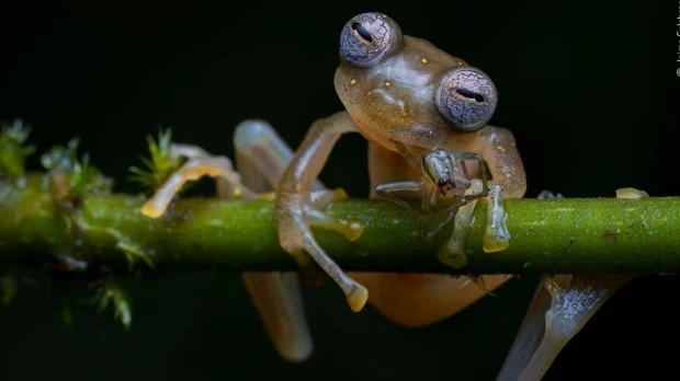 Ecuador entra en informe científico global por nuevos hallazgos de biodiversidad 