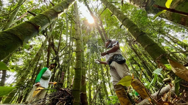 29 productores de Napo participaron en taller sobre bambú 