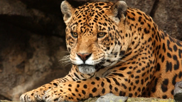 Ecuador presenta un plan para proteger al jaguar amazónico y al tropical 