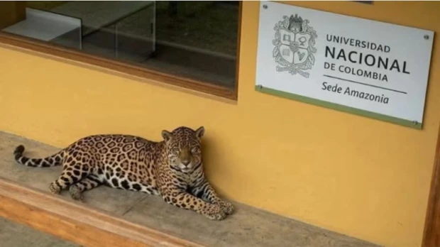 Rescatan a un jaguar herido en la Amazonia colombiana